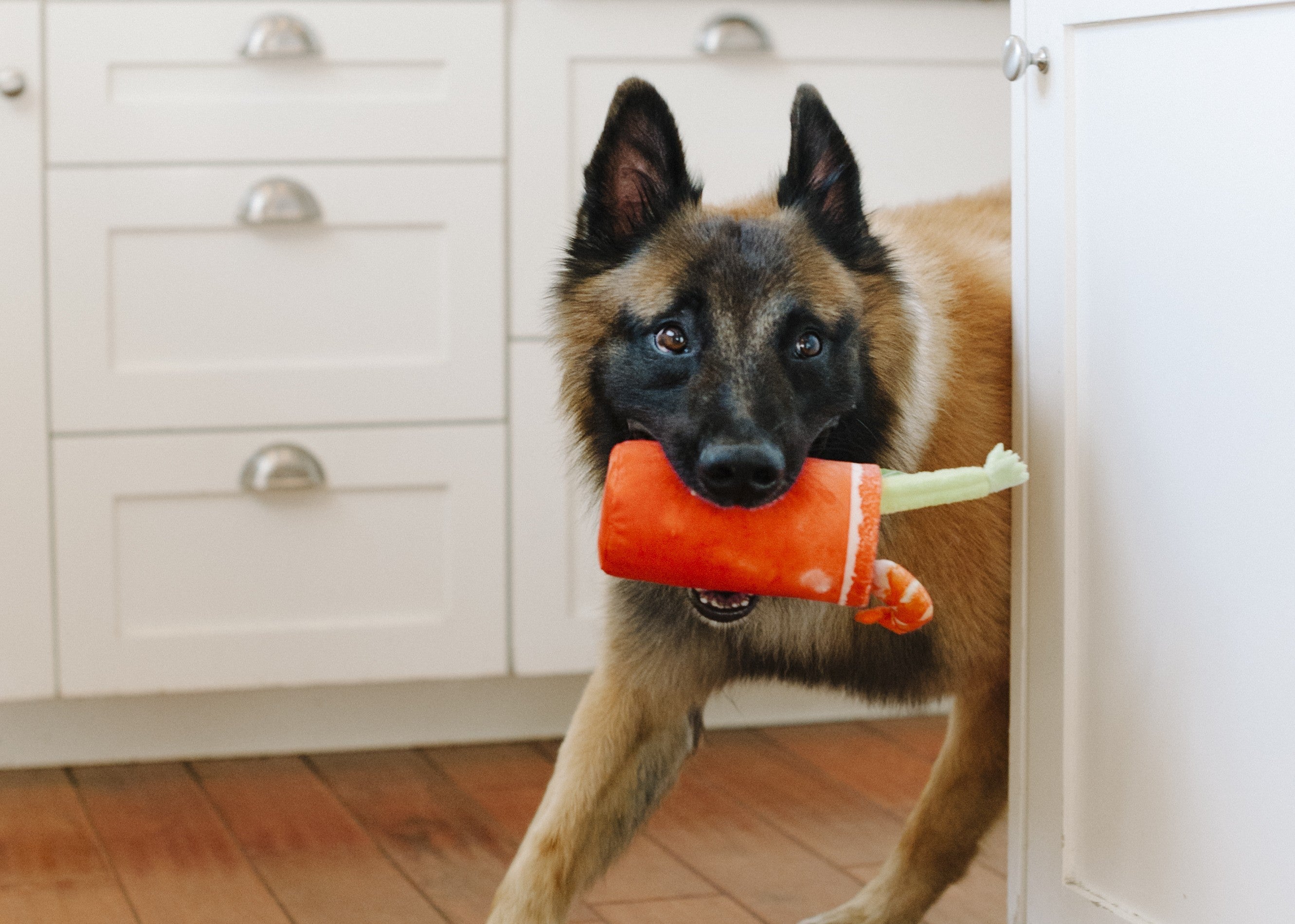 Pet Toys